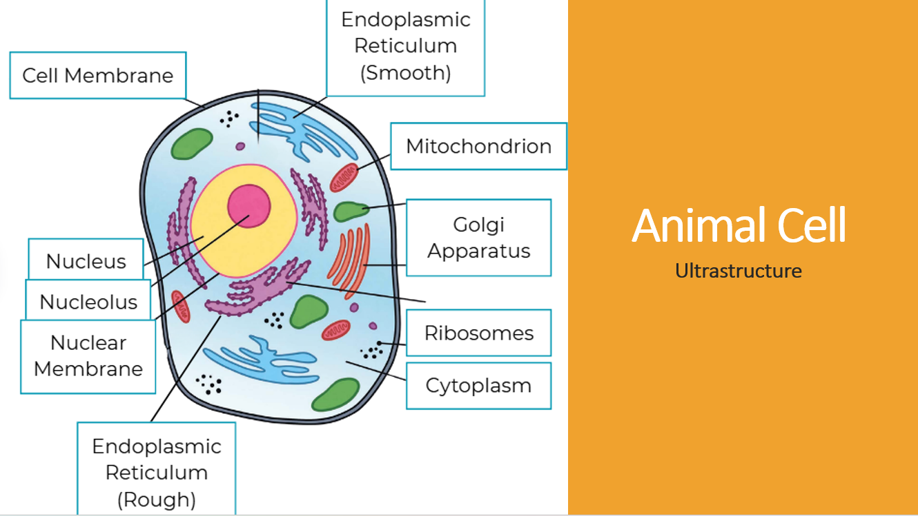 1.3 Cell Structure and Complexity - Image 5