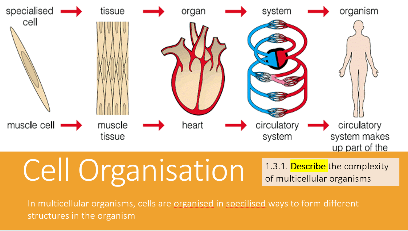 1.3 Cell Structure and Complexity - Image 3