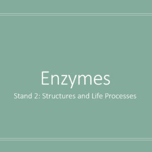 2.1 Enzymes