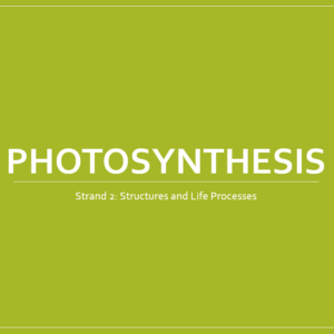 2.2 Photosynthesis