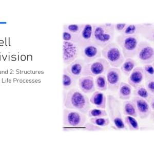 2.3 Cell Division and Cancer