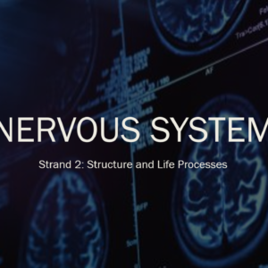 Nervous System
