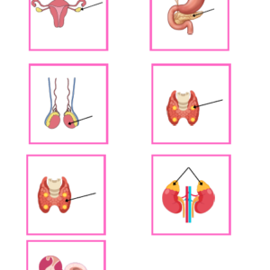 Endocrine Gland matching activty