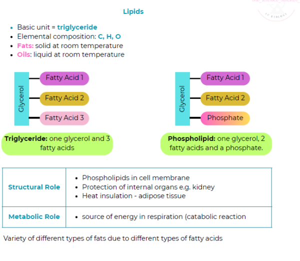 Condensed Revision Notes: Biomolecules (1.2) – thescienceteacher.ie
