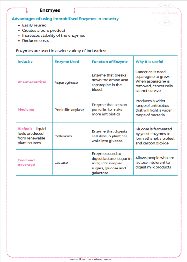 Condensed Revision Notes: Enzymes (2.1) – thescienceteacher.ie
