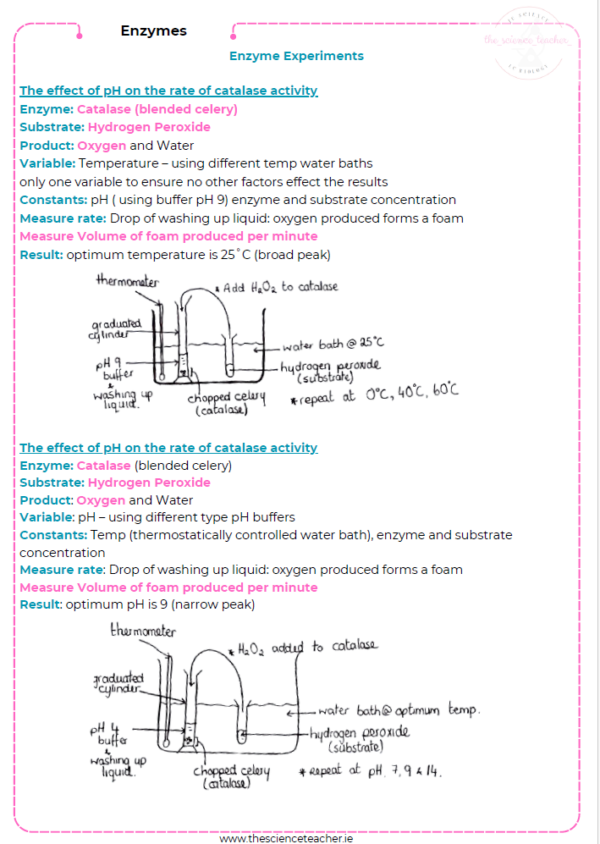 Condensed Revision Notes: Enzymes (2.1) – thescienceteacher.ie
