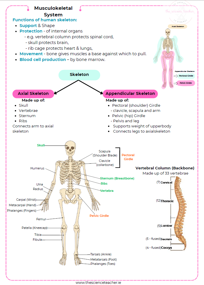 Condensed Revision Notes: Musculoskeletal System - Image 2