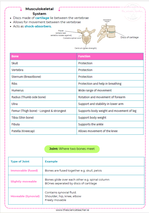 Condensed Revision Notes: Musculoskeletal System – thescienceteacher.ie