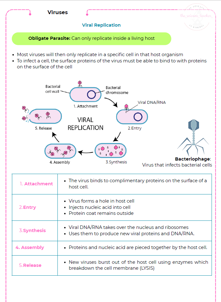 Condensed Revision Notes: Viruses - Image 2