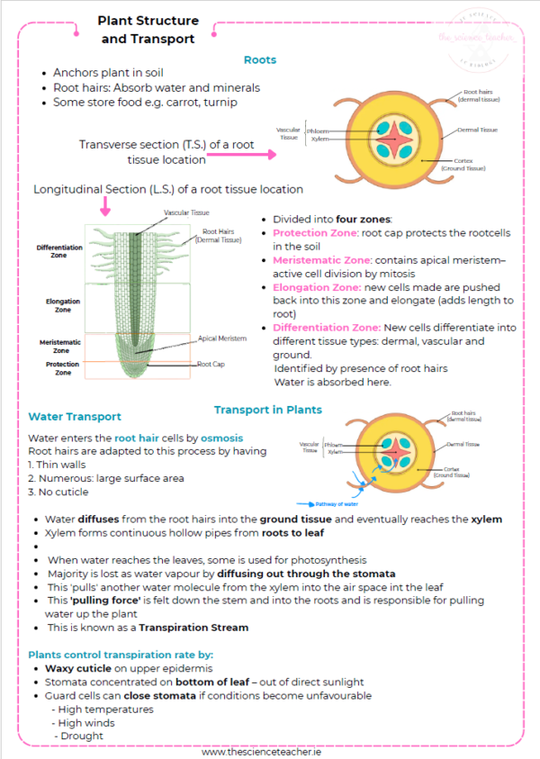 Condensed Revision Notes: Plant Structure and Transport ...