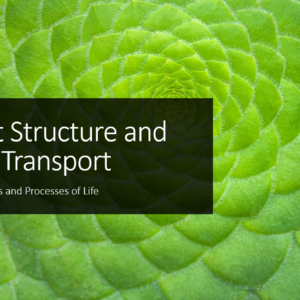 Plant Structure and Transport (2.6) PPT