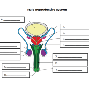 Male and Female Reproductive System Templates: Unlabelled