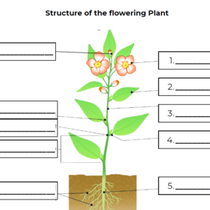 Flowering Plant Structure: Unlabeled Diagram
