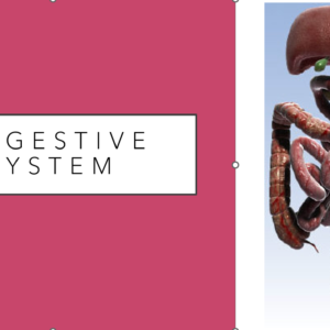 Digestive System PPT (2.6.4-6)