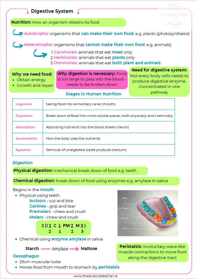 Condensed Revision Notes: Digestive System - Image 3