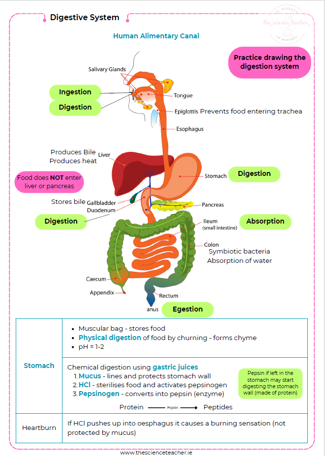 Condensed Revision Notes: Digestive System - Image 5