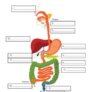 Digestive System Unlabelled Diagram