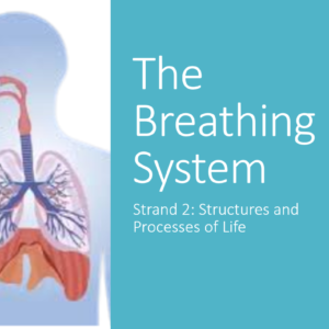 Breathing System (2.6) PPT