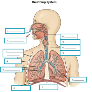 Breathing System Unlabelled Diagram