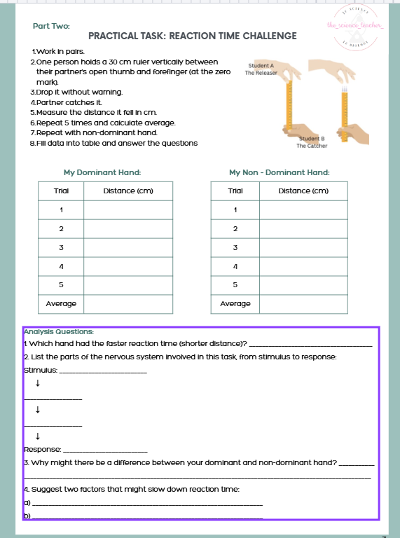 TY Biology 8-Week Module: Nervous System - Image 3