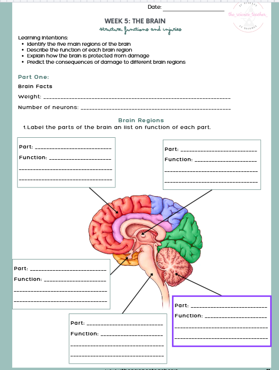 TY Biology 8-Week Module: Nervous System - Image 5