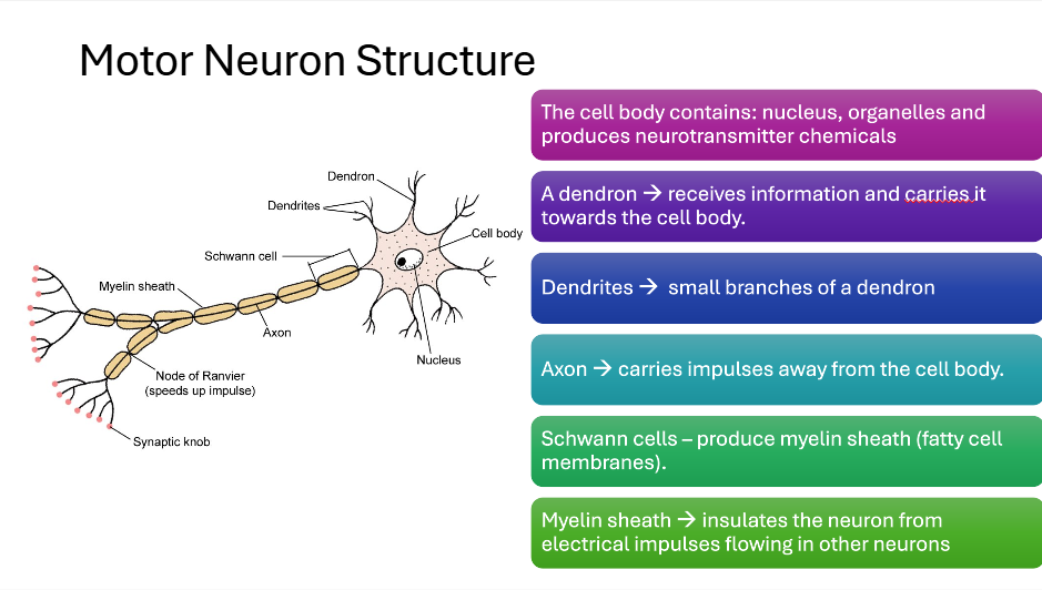 TY Biology 8-Week Module: Nervous System - Image 6