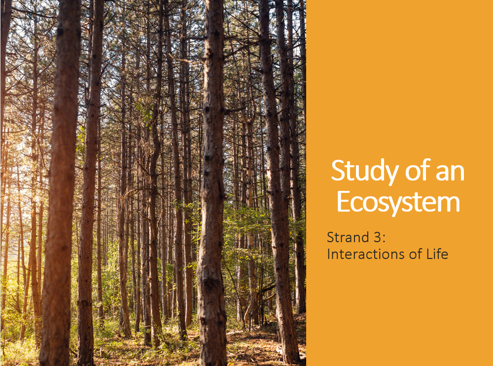 3.1.11 Ecosystem Study PPT