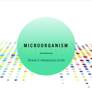 3.2 Microorganisms PPT