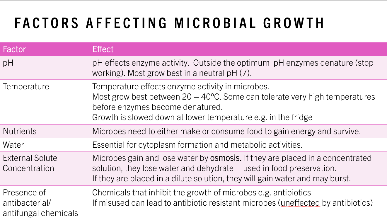 3.2 Microorganisms PPT - Image 5