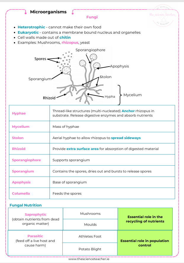 Condensed Revision Notes: Microorganisms (3.2) - Image 2