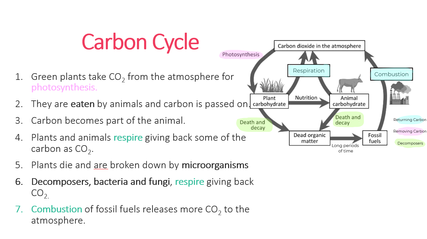 3.2 Nutrient Cycling PPT - Image 4