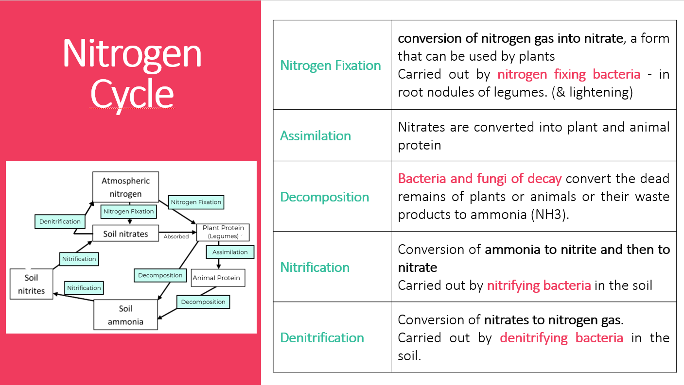 3.2 Nutrient Cycling PPT - Image 5