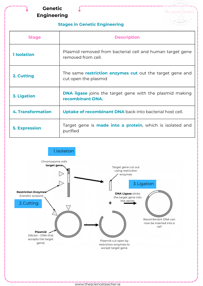 Condensed Revision Notes: Genetic Technologies (3.3) - Image 3