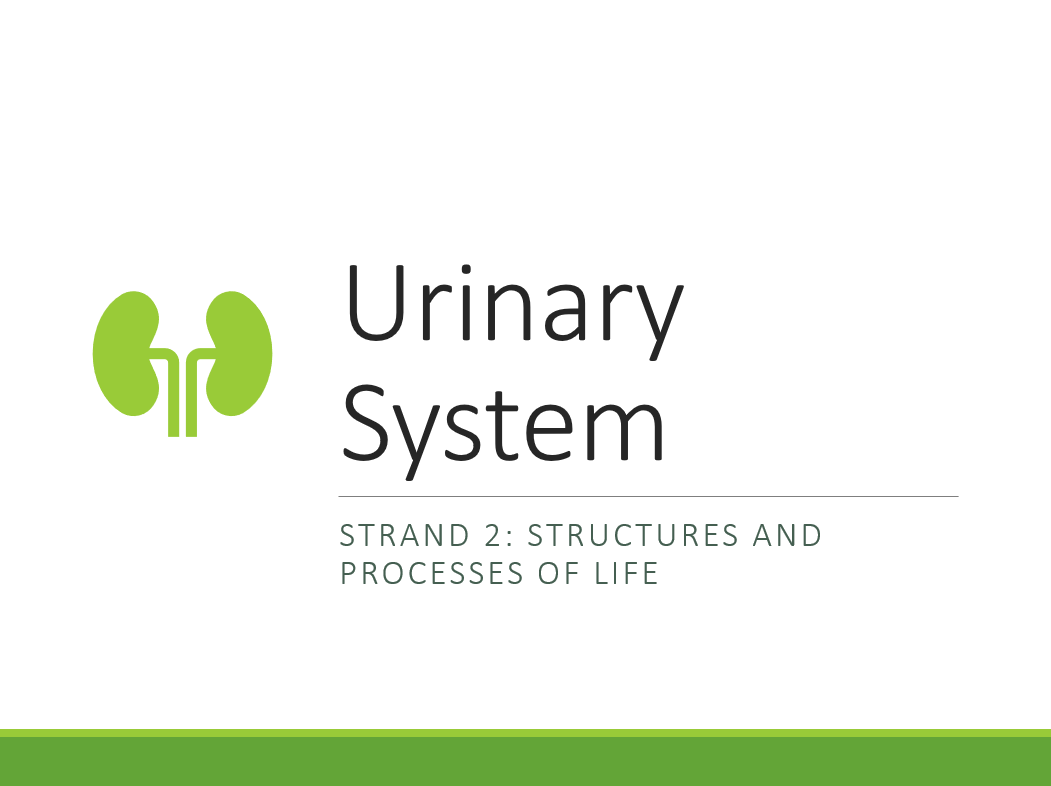 2.6.3. Urinary System PPT