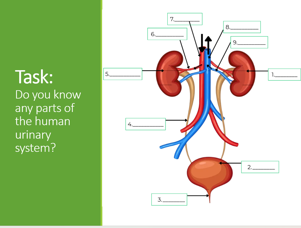 2.6.3. Urinary System PPT - Image 5