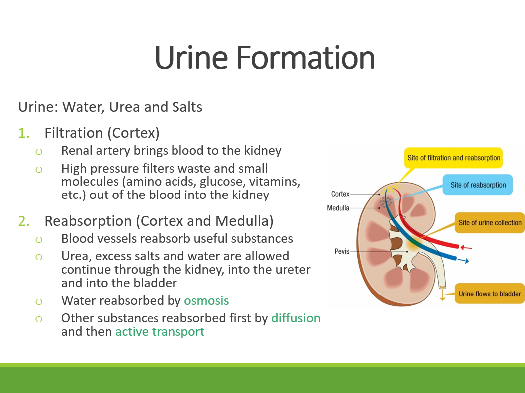 2.6.3. Urinary System PPT - Image 2