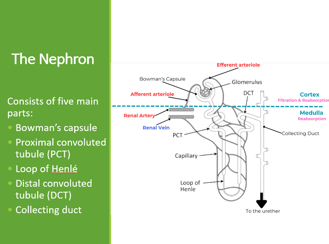 2.6.3. Urinary System PPT - Image 3