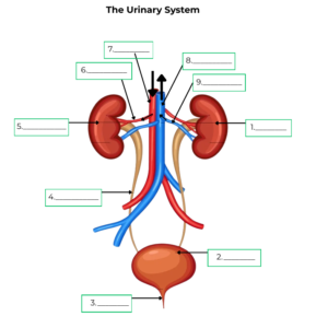 Urinary System: Unlabelled Diagram
