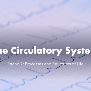 2.6.9-13 Circulatory System PPT